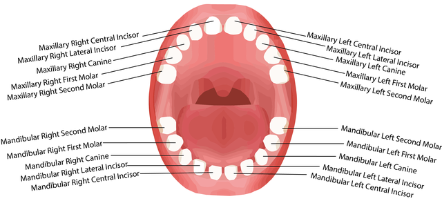 640px Deciduous teeth names